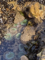 Phragmatopoma