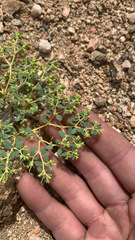 Euphorbia ocellata