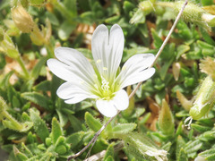Cerastium thomasii