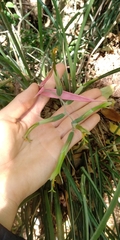 Billbergia distachia