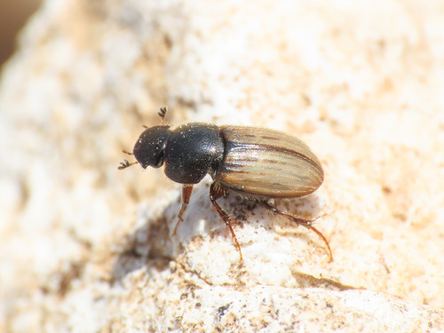 Euheptaulacus carinatus