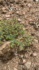 Euphorbia ocellata