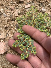Euphorbia ocellata