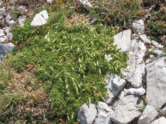 Cerastium thomasii