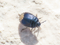 Canthophorus impressus
