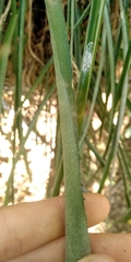 Billbergia distachia
