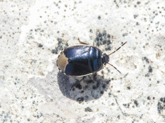 Canthophorus impressus