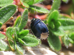 Canthophorus impressus