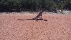 Ctenophorus adelaidensis