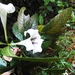 Rothmannia macrophylla - Photo (c) Reuben C. J. Lim, algunos derechos reservados (CC BY-NC-SA)
