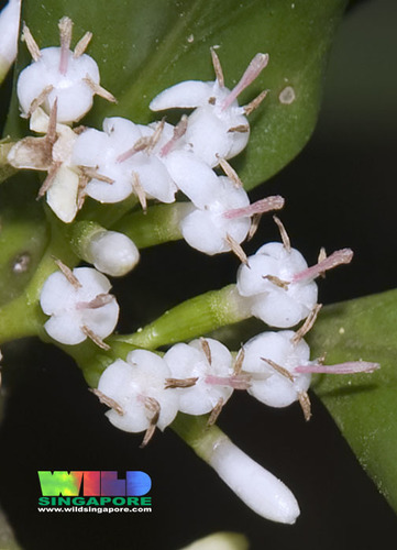 Scyphiphora