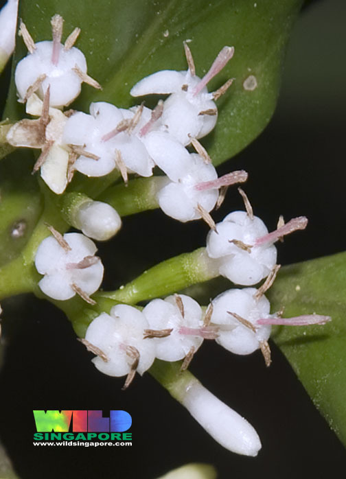Scyphiphora