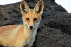 Vulpes vulpes