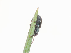 Phyllobius viridicollis