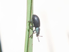 Phyllobius viridicollis