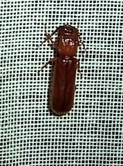 Erichsonia dentifrons