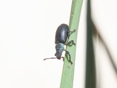 Phyllobius viridicollis