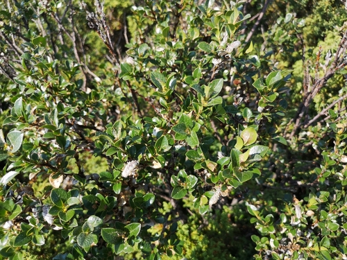 Image of Salix myrsinites by (c) Jens-Christian Svenning, some rights reserved (CC BY)