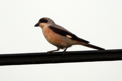 Lanius minor
