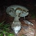 Amanita costaricensis - Photo (c) Eric van den Berghe,  זכויות יוצרים חלקיות (CC BY-NC), הועלה על ידי Eric van den Berghe