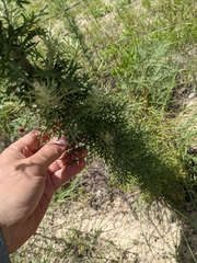 Hymenopappus carrizoanus
