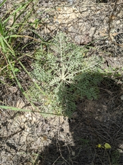 Hymenopappus carrizoanus