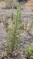 Dittrichia graveolens