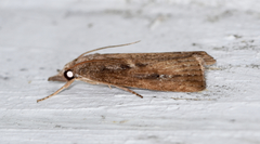 Thopeutis forbesellus