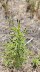 Dittrichia graveolens
