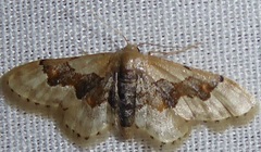 Idaea gemmata