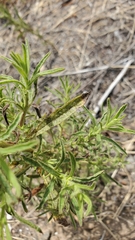 Dittrichia graveolens