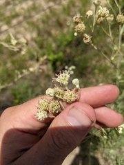 Hymenopappus carrizoanus