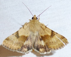 Heliothis phloxiphaga