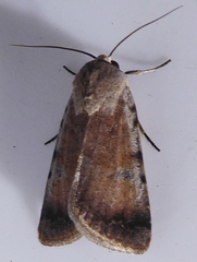 Anicla illapsa
