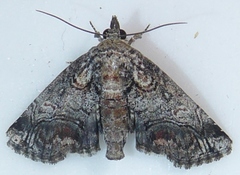 Paectes pygmaea