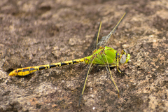 Erpetogomphus crotalinus