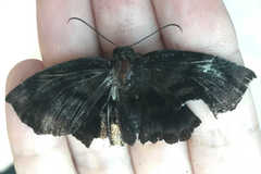 Achlyodes busirus