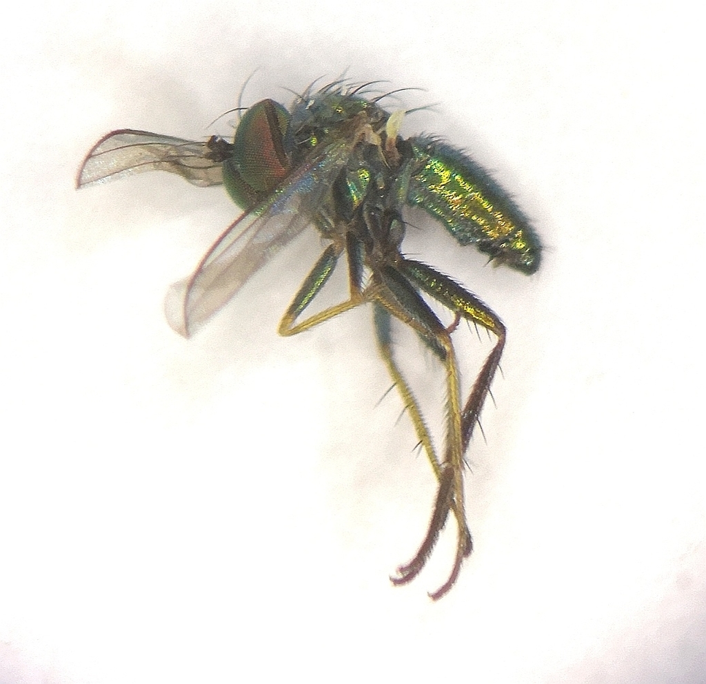 Chrysotus gramineus