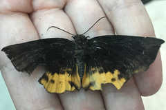 Achlyodes busirus