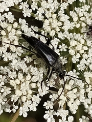 Pedostrangalia pubescens