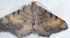 Macaria adonis