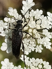 Pedostrangalia pubescens
