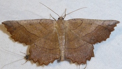 Euchlaena johnsonaria