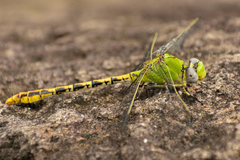Erpetogomphus crotalinus