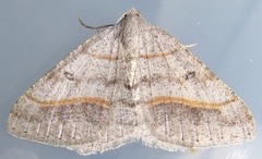 Digrammia neptaria