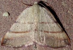 Drepanulatrix bifilata