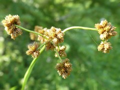 Scirpus atrovirens