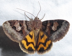 Drasteria adumbrata