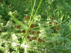 Scirpus atrovirens