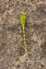 Erpetogomphus crotalinus